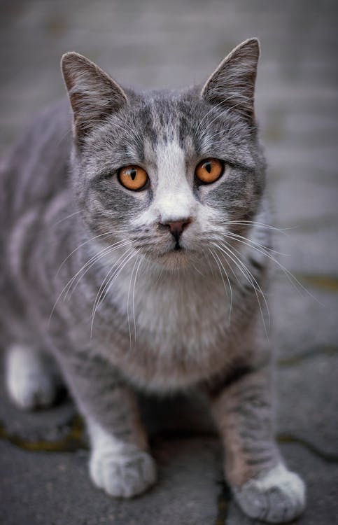 Russian Blue Cat on Gray Concrete Floor