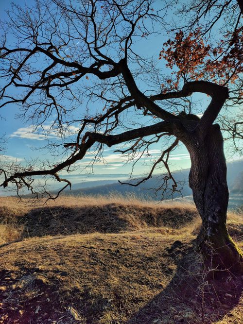 Free Captivating tree silhouette against a scenic autumn landscape in Romania. Stock Photo