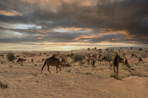 Photo of Camels on a Desert