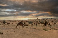 Camel Caravan in the Desert