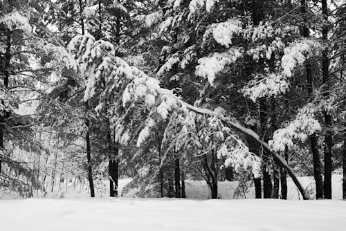 A Grayscale Photo of a Snow Covered Trees