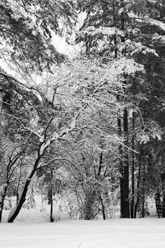 Beautiful winter scene of snow-covered trees in a peaceful forest.