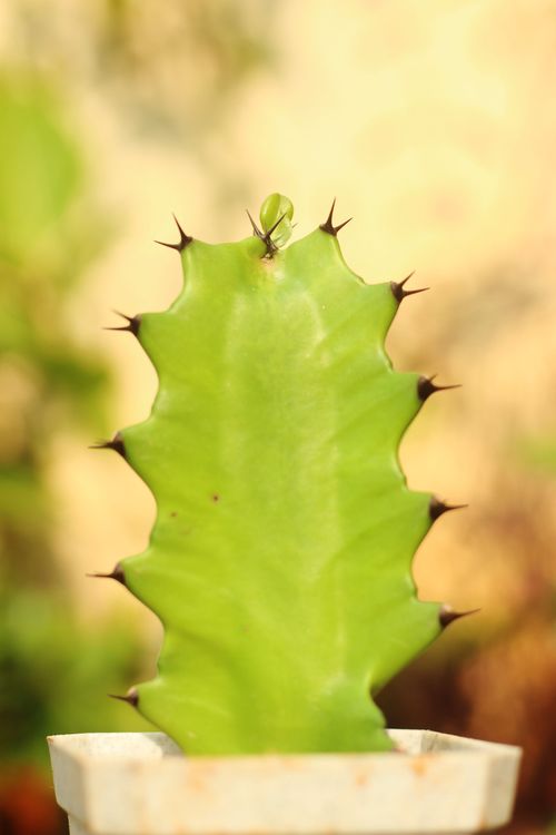 Free Bright close-up of a green cactus with spines in soft focus background. Stock Photo