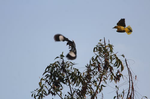 Foto stok gratis burung, melihat burung, terbang burung