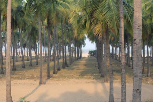 Foto stok gratis pohon kelapa, pola
