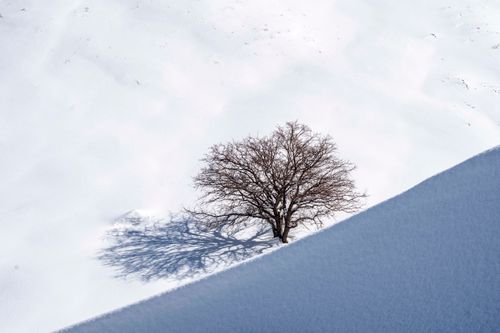 Free A lone leafless tree creates a striking contrast against the expansive snowy landscape in Van, Türkiye. Stock Photo