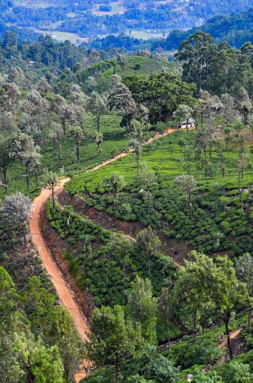 Free stock photo of ceylontea, srilanka, tea plantation