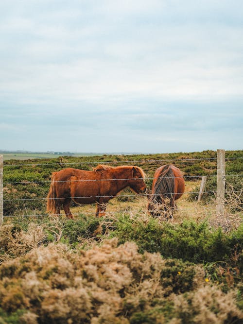 Kostenlos Kostenloses Stock Foto zu haustiere, nutztiere, pferde Stock-Foto