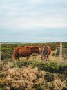 Brown Cow on Brown Grass Field