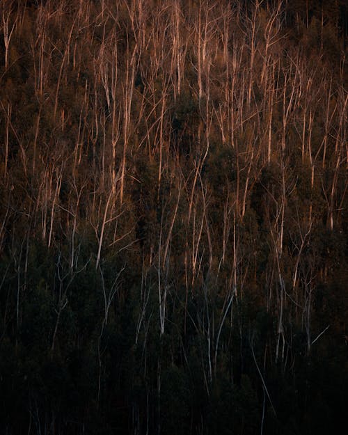 Безкоштовне стокове фото на тему «вертикальні постріл, голих дерев, ліс»