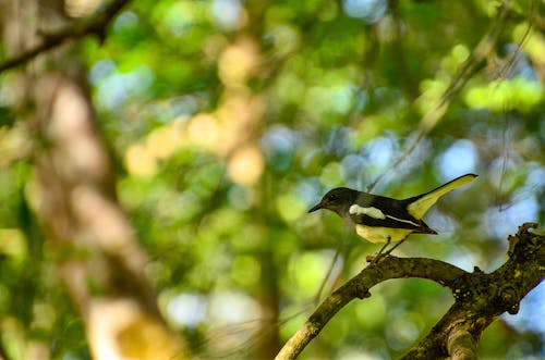 Free stock photo of birds, oriental magpie-robin, srilanka