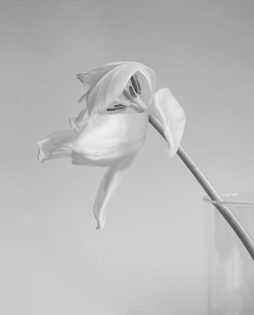 Monochrome Photograph of a Flower