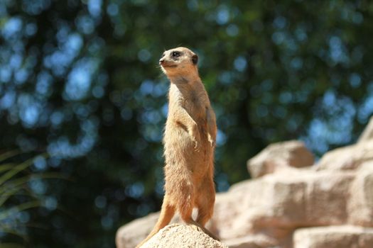 Close-up of an alert meerkat standing on a rock, showcasing its natural behavior.