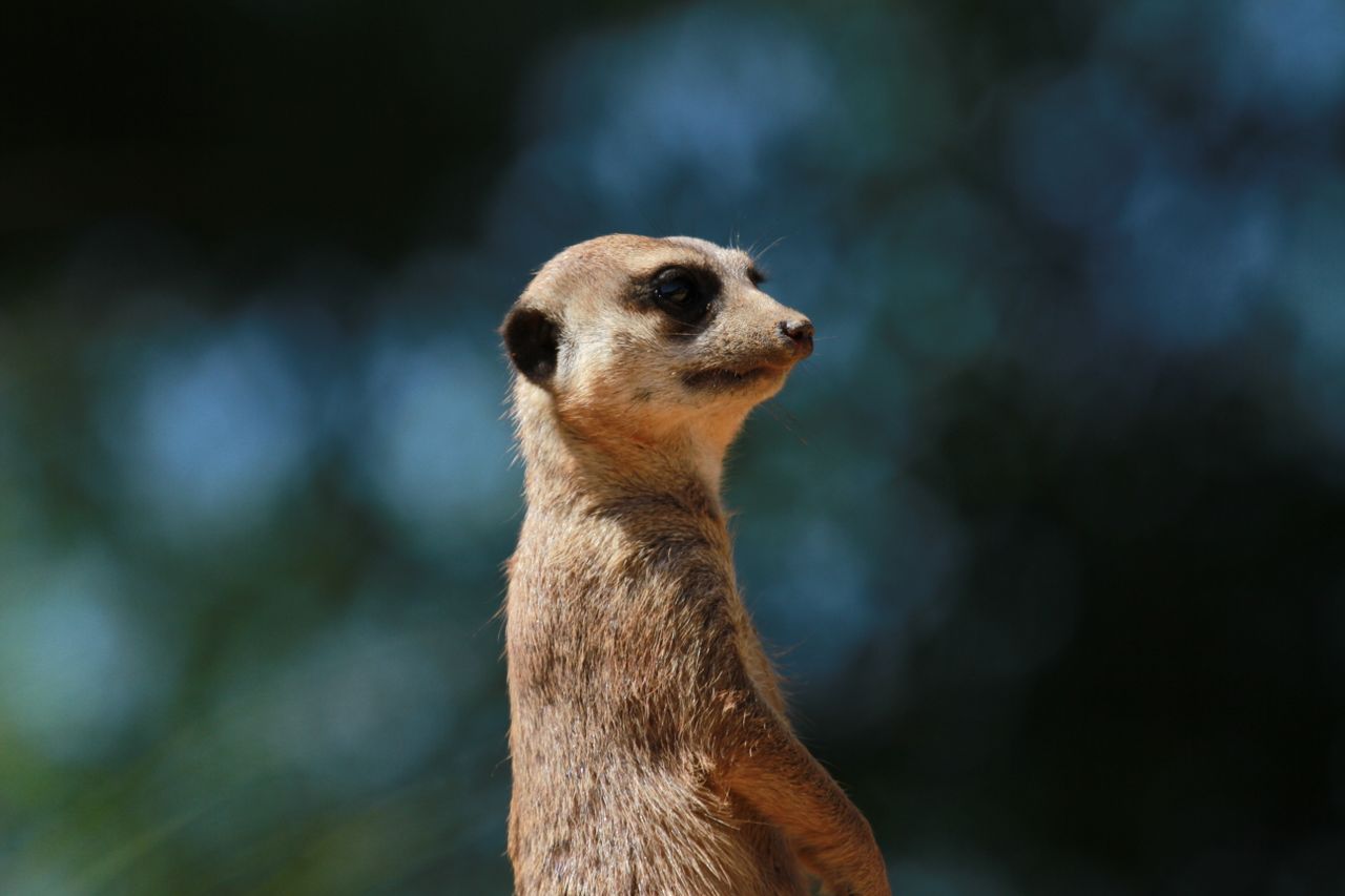 a close up of a meerkat standing alert in its natural habitat showcasi