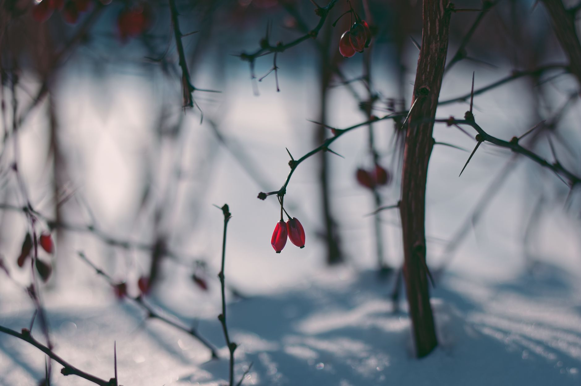 Case Study: How Berberine Restored Mitochondrial Function and Transformed Metabolic Health