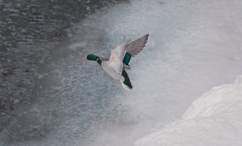 Photo of a Mallard Flying