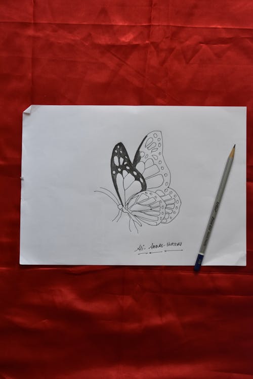 Drawing of Butterfly 