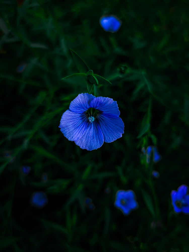 Close Up Shot Of A Flax Flower