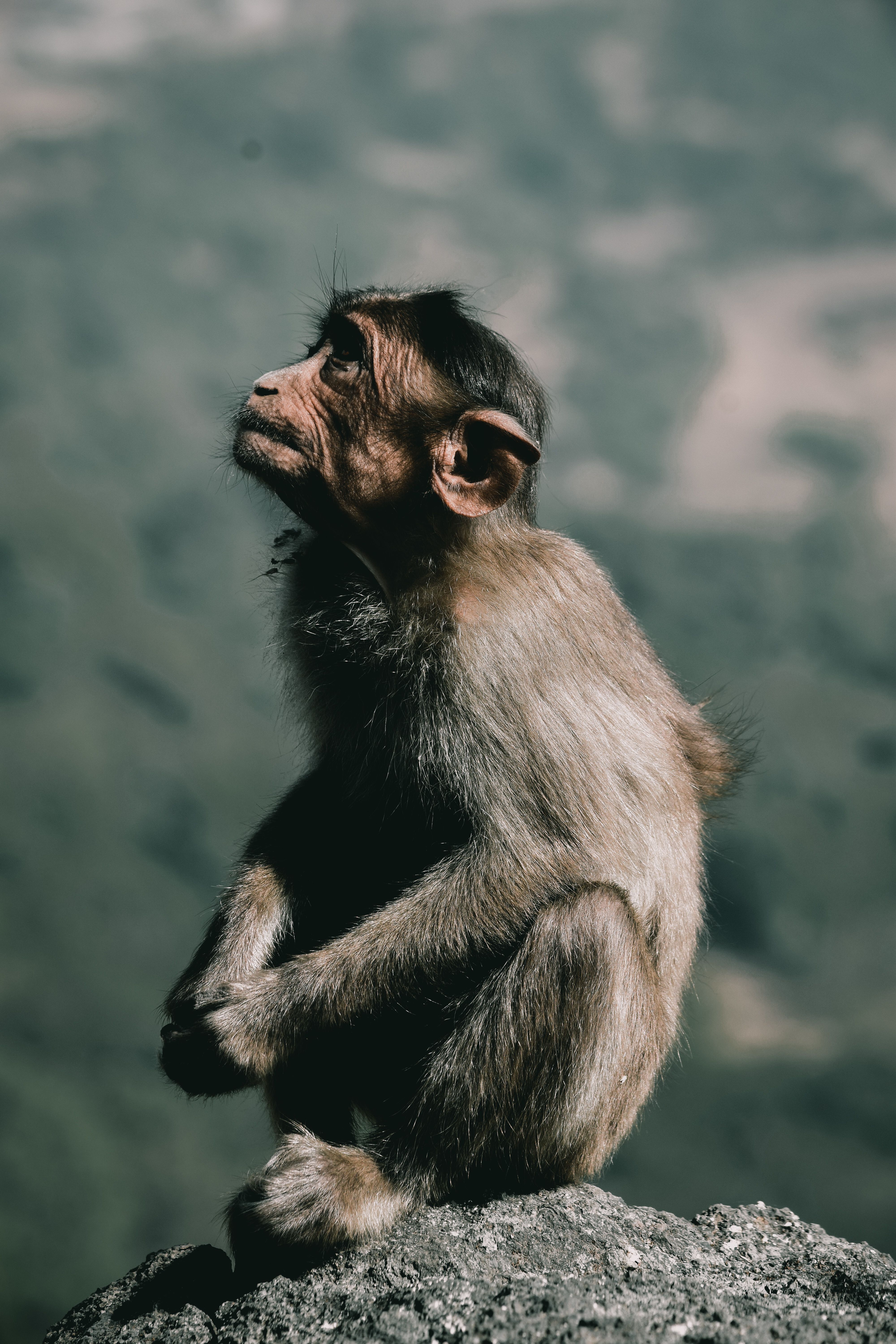 Selective Focus Photo of Brown Monkey · Free Stock Photo