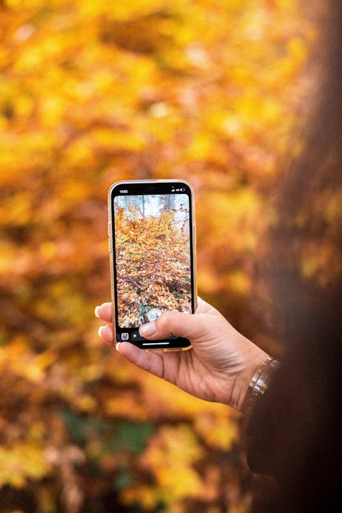 Taking Photo of Autumn Leaves with a Smartphone