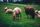 farm animals