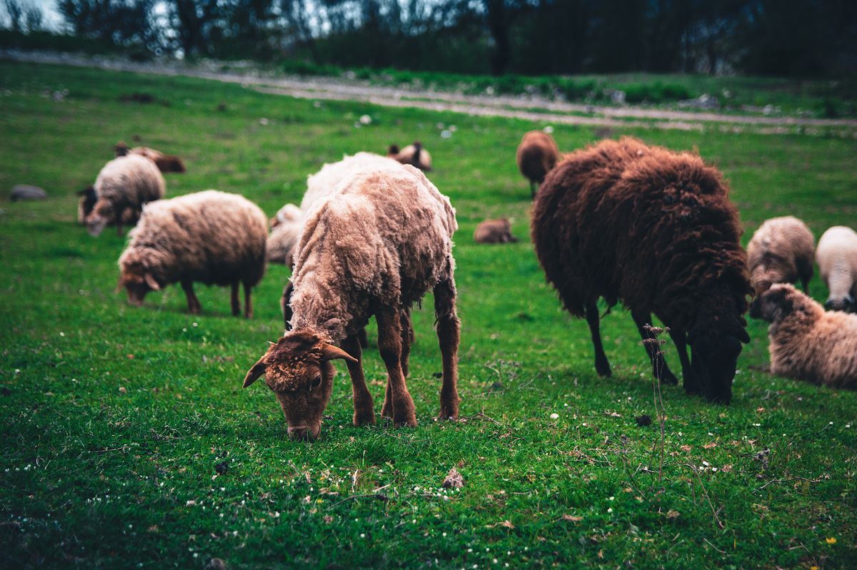 Sheep grazing in a green field