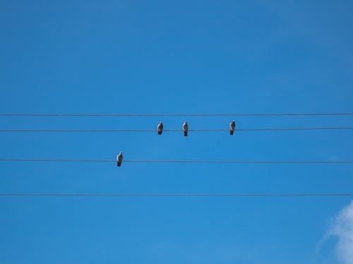 Free stock photo of bird, blue sky, electric wires