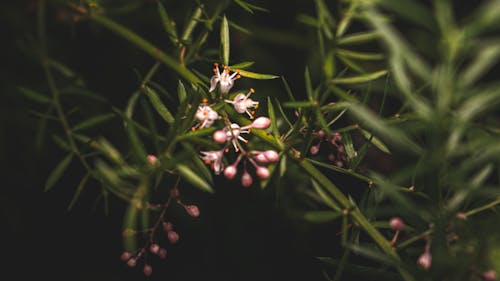 Free stock photo of background image, dark background, flower background