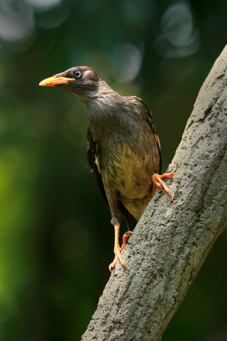 Close-Up Shot Of Jungle Myna
