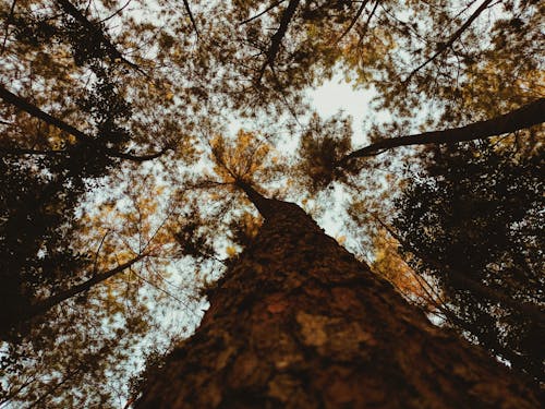 Low Angle Shot of Trees 