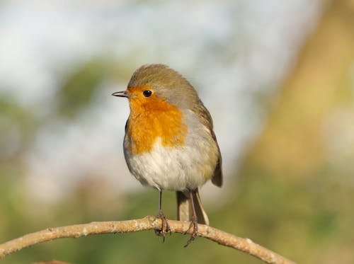 Close Up Shot of European Robin bird