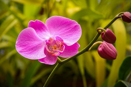 Pink Moth Orchid in Bloom