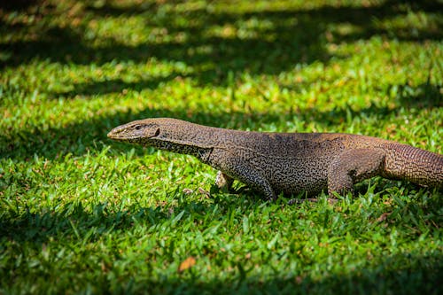 A Side View of a Lizard on a Green Grass