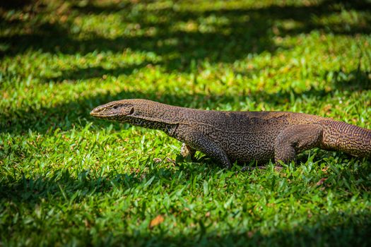 A Side View of a Lizard on a Green Grass
