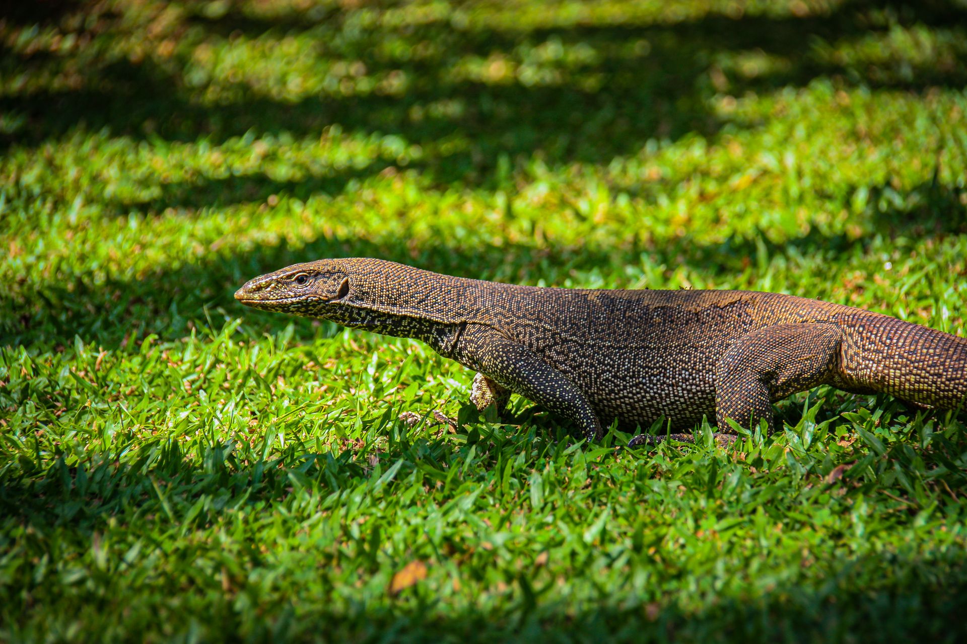 A Bengal monitor lizard basks on lush green grass under bright sunlight outdoors.