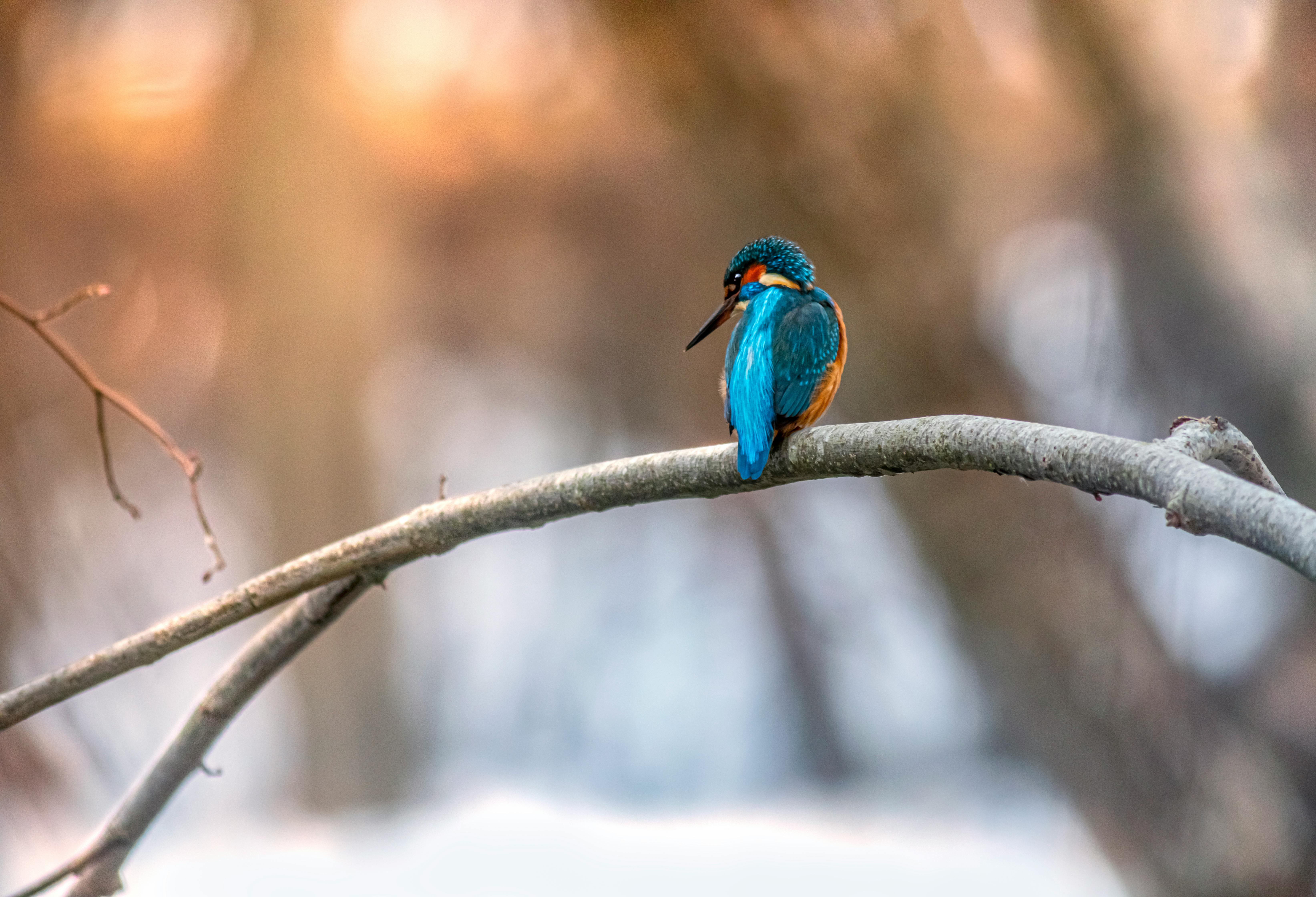 A vibrant common kingfisher sits on a branch in Tallinn, Estonia, during a serene day.