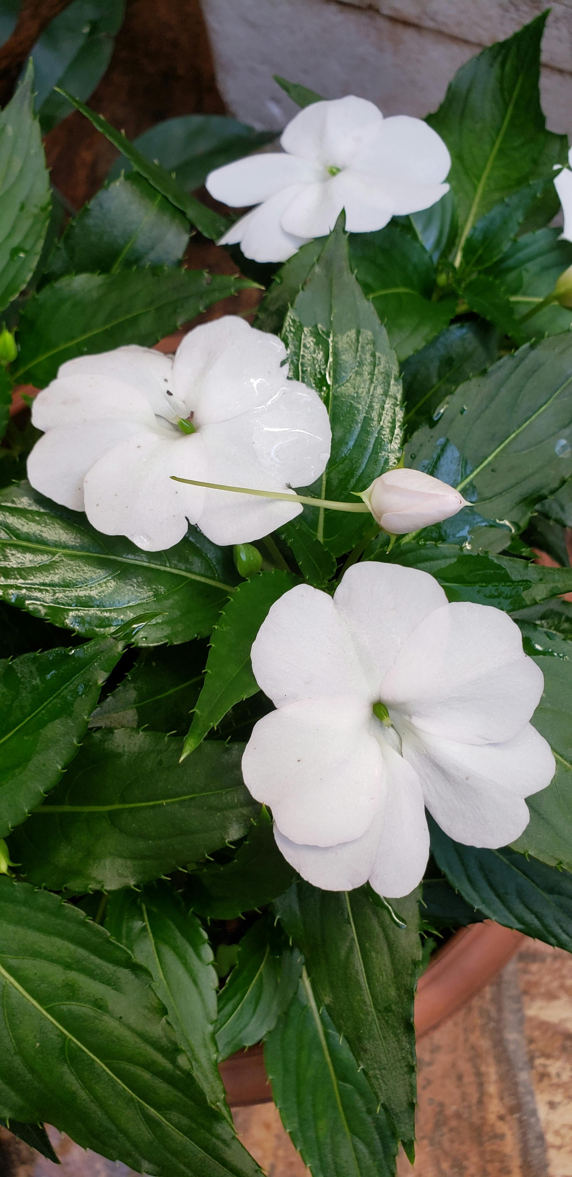 Hybrides & Électriques