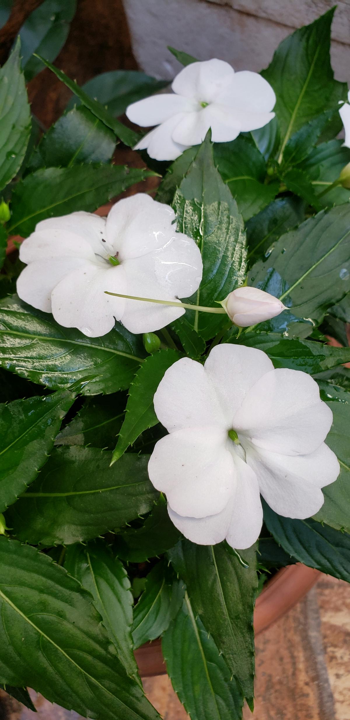 Hybrides & Électriques