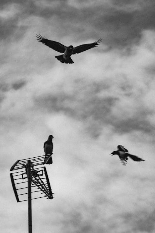 Grayscale Photo of Pigeons Flying