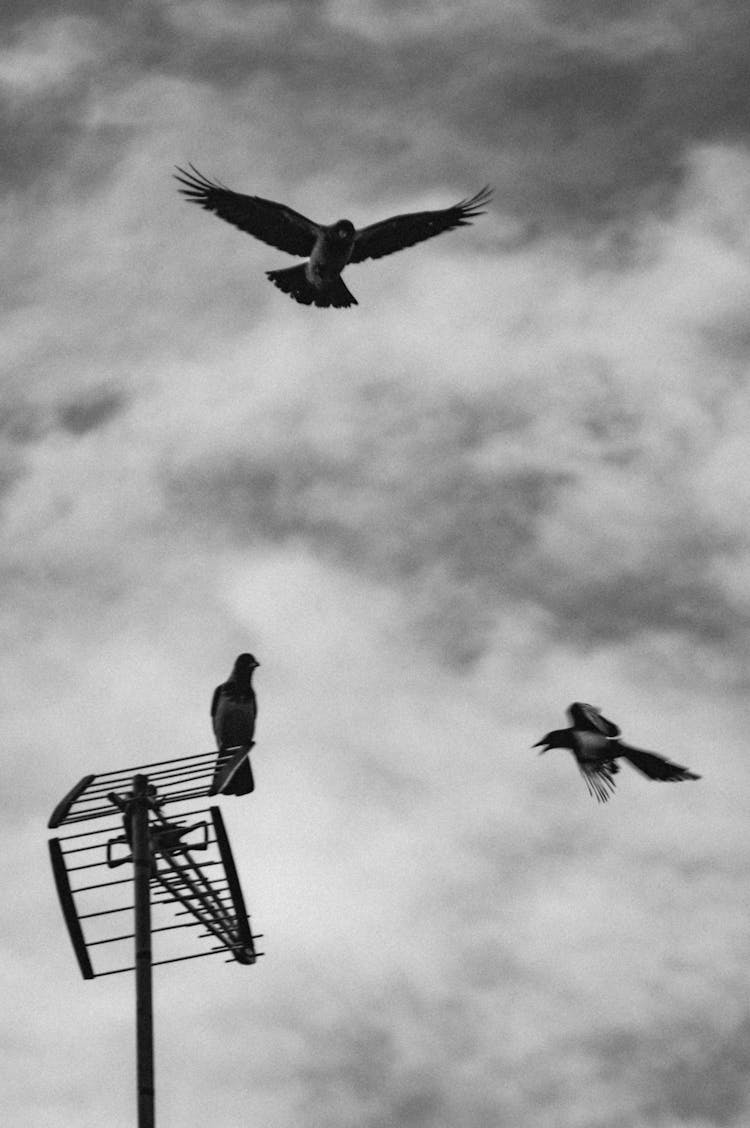 Grayscale Photo Of Pigeons Flying