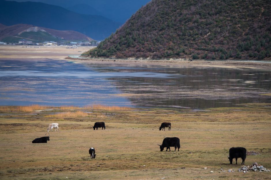 Cattle grazing China