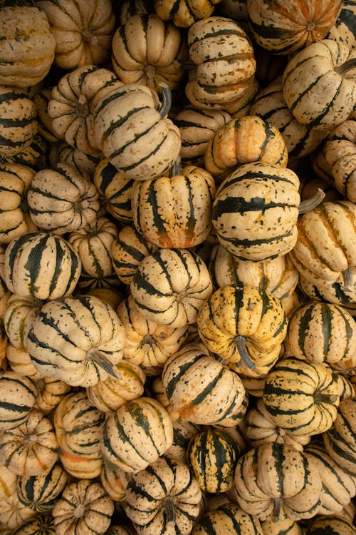 Free Close-Up Shot of Pumpkins Stock Photo