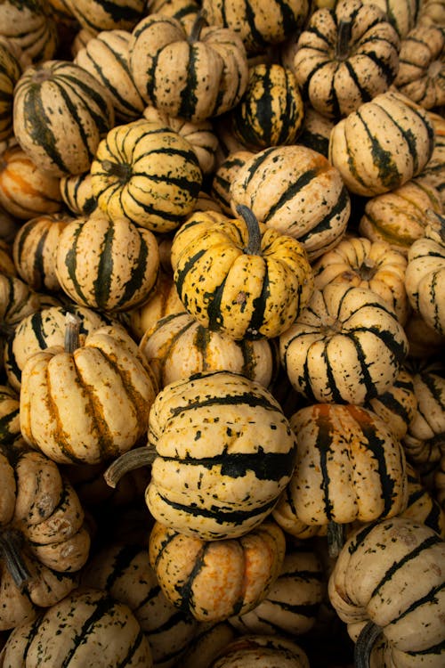 Close-Up Shot of Pumpkins