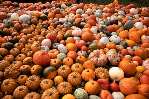 Kostnadsfri bild av apelsin, bondgård, halloween