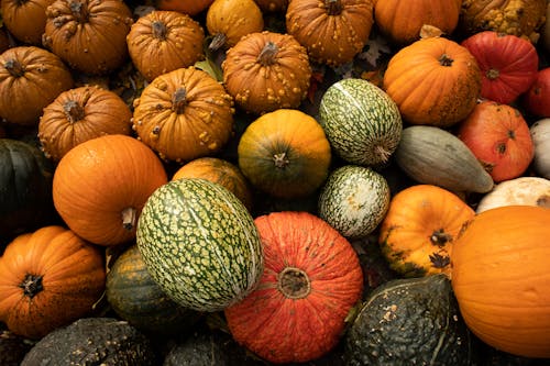 Free Close-Up Shot of Variety of Pumpkins Stock Photo