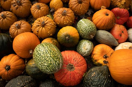 Free A vibrant arrangement of various pumpkins and squashes in autumn hues, perfect for fall harvest themes. Stock Photo