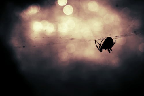 무료 거미, 거미줄, 곤충의 무료 스톡 사진