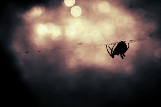 Free stock photo of animal, silhouette, bokeh, insect