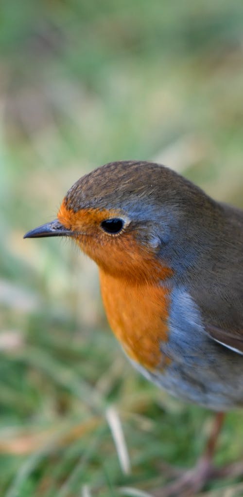 Close-Up Shot of a European Robin