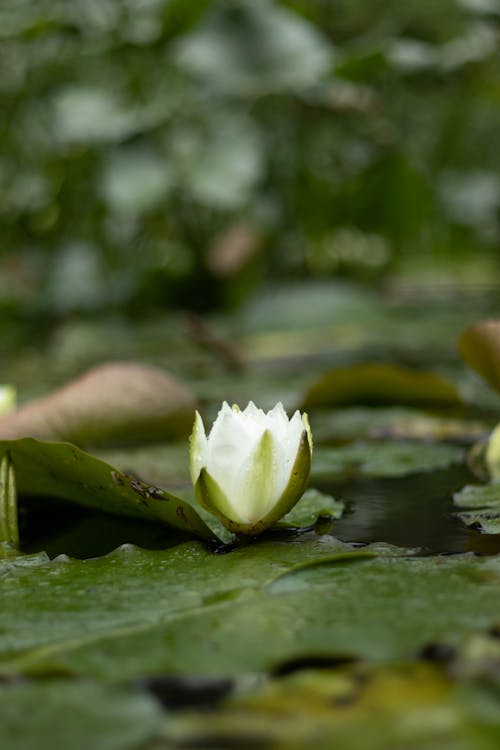Free White Water Lily Flower on Water Stock Photo